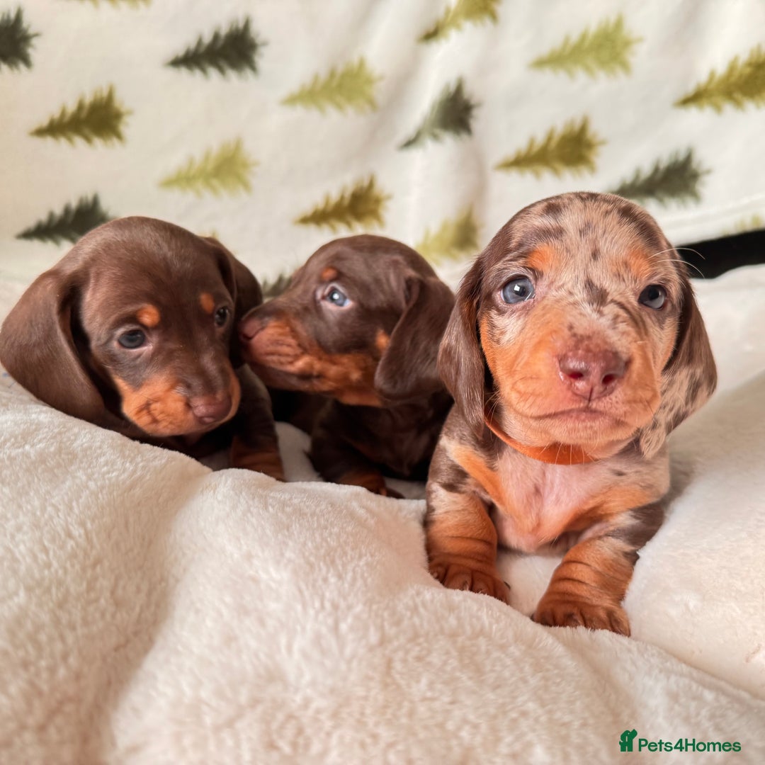 Miniature Dachshund dogs for sale: 6 KC registered miniature dachshund pupps  - Advert 15