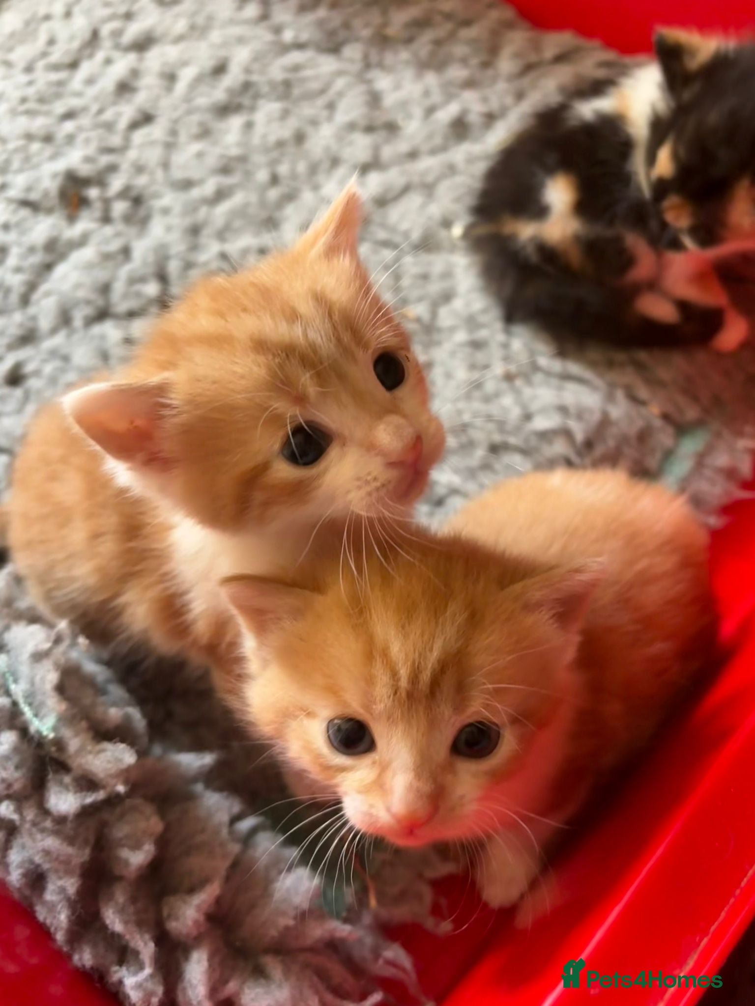 Mixed Breed cats Lovely kittens  - Advert 20