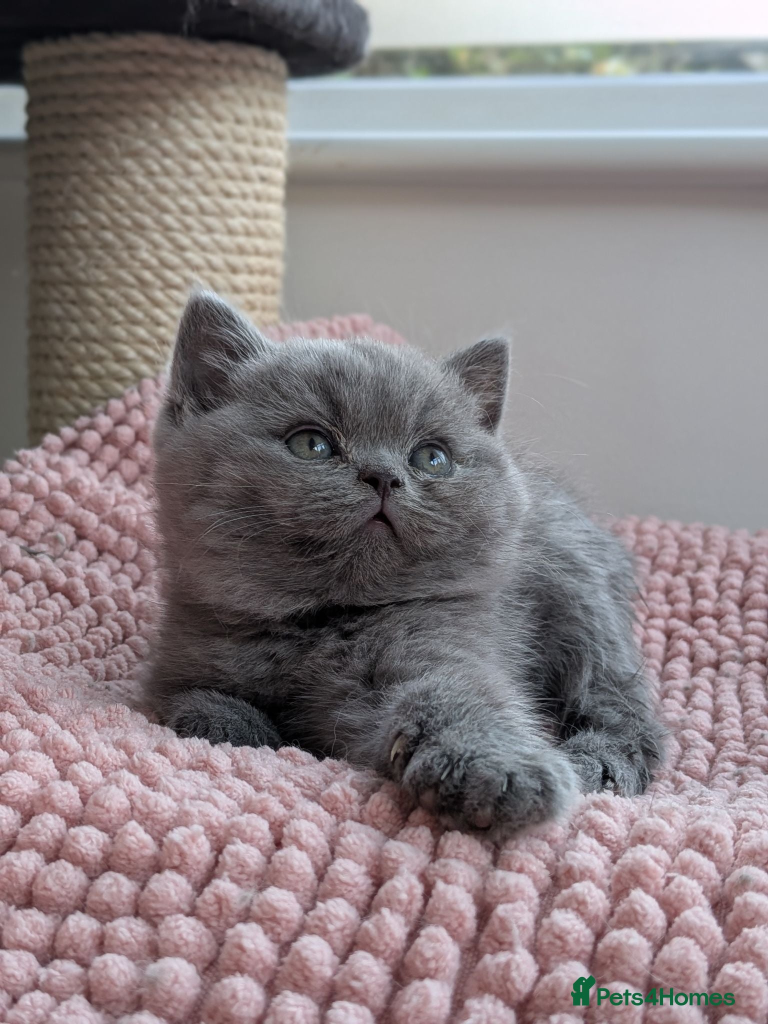 British Shorthair cats for sale: GCCF registered British Shorthair/ LH kittens  - Advert 3