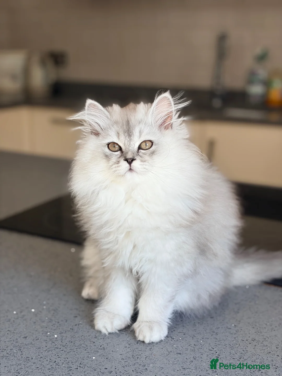 British Shorthair cats for sale: BSH / Persian chinchilla kittens ready now ❤️ - Advert 2