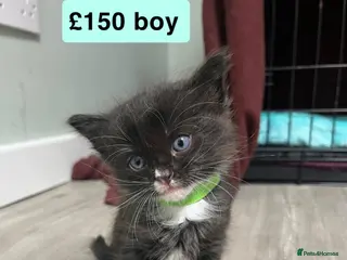 Mixed Breed cats Beautiful kittens for sale🥰❤️ - Advert 2