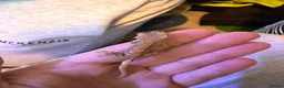 Gecko reptiles for sale: Baby crestie gekos  - Advert 10