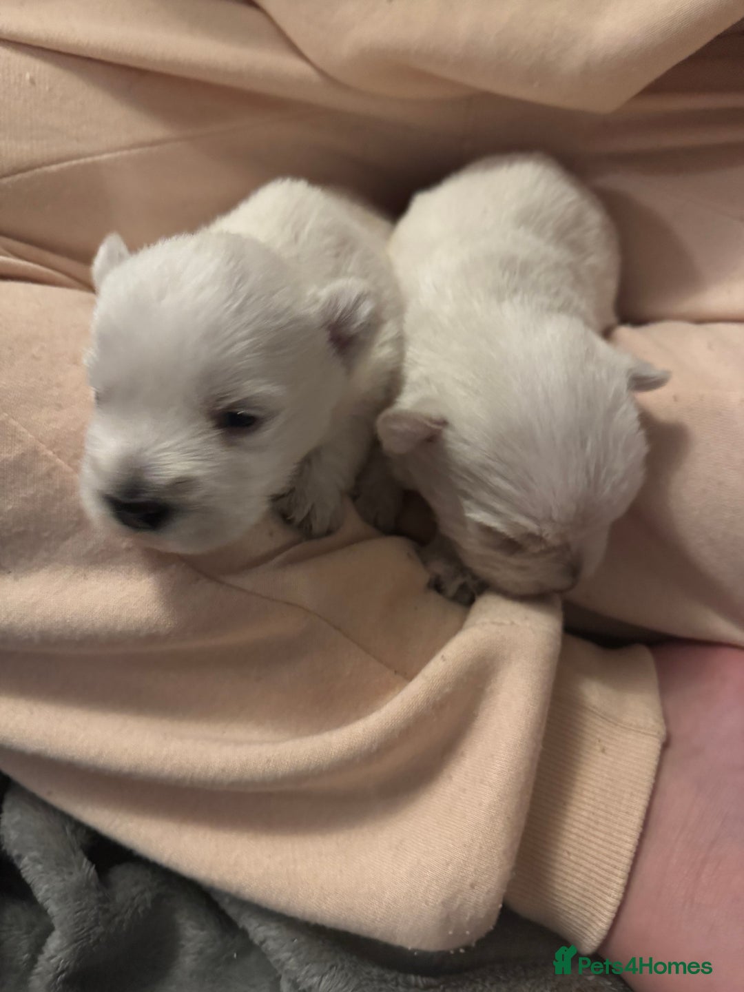 Mixed Breed dogs for sale: westie /wauzers - Advert 9