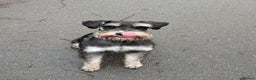 Miniature Schnauzer dogs for stud: Fully health tested, KC reg stud in Liverpool - Advert 4