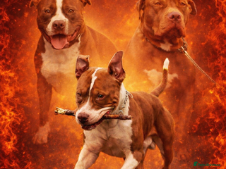 American Bully dogs American Bully STUD in Northampton - Advert 4