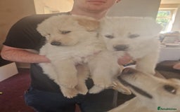 German Shepherd dogs for sale: 2 white German shepherd's  - Image 2
