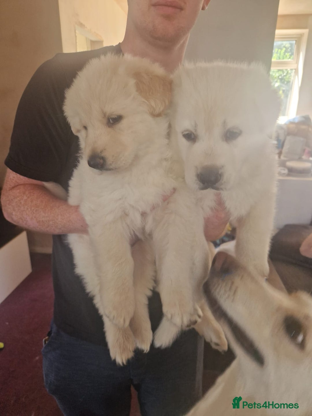 German Shepherd dogs for sale: 2 white German shepherd's  - Image 2