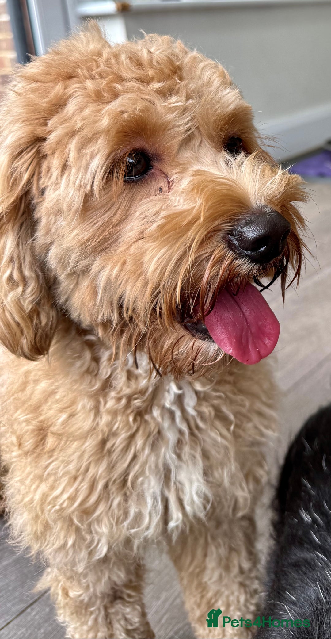 Cavapoo dogs for adoption: Coco – Too Young to Be Forgotten - Image 5