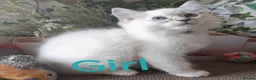 Ragdoll cats for sale: GCCF REGISTERED BEAUTIFUL RAGDOLLS KITTENS  - Advert 11