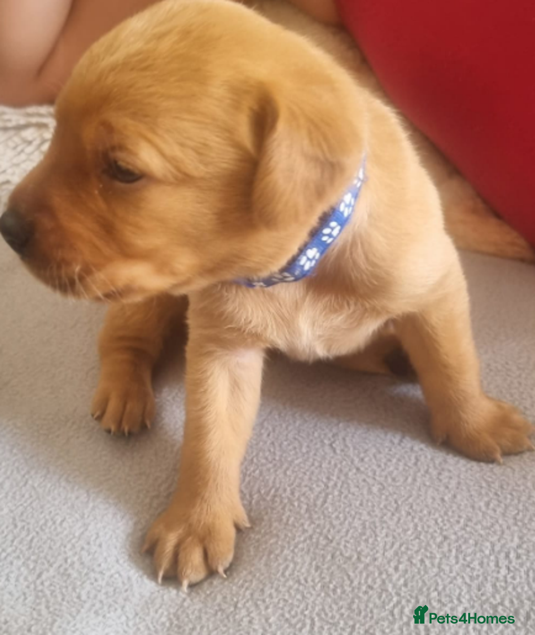 Labrador Retriever dogs for sale: ONLY 1 BOY LEFT Fox Red Labrador Retriever Puppies - Image 10