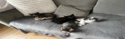 Mixed Breed cats for sale: 4 mixed kittens  - Advert 7