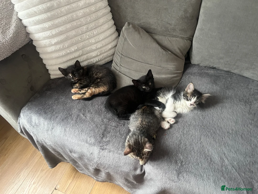 Mixed Breed cats for sale: 4 mixed kittens  - Advert 7