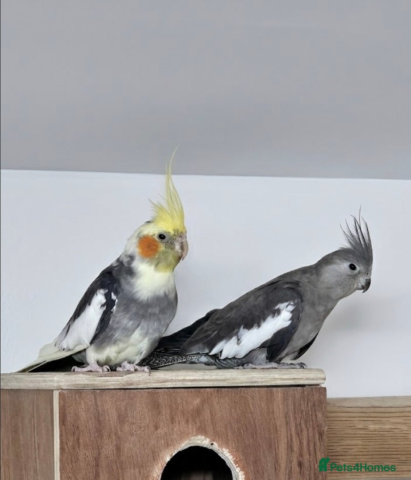 Cockatiels birds Breeding cockatiels for sale. - Advert 1