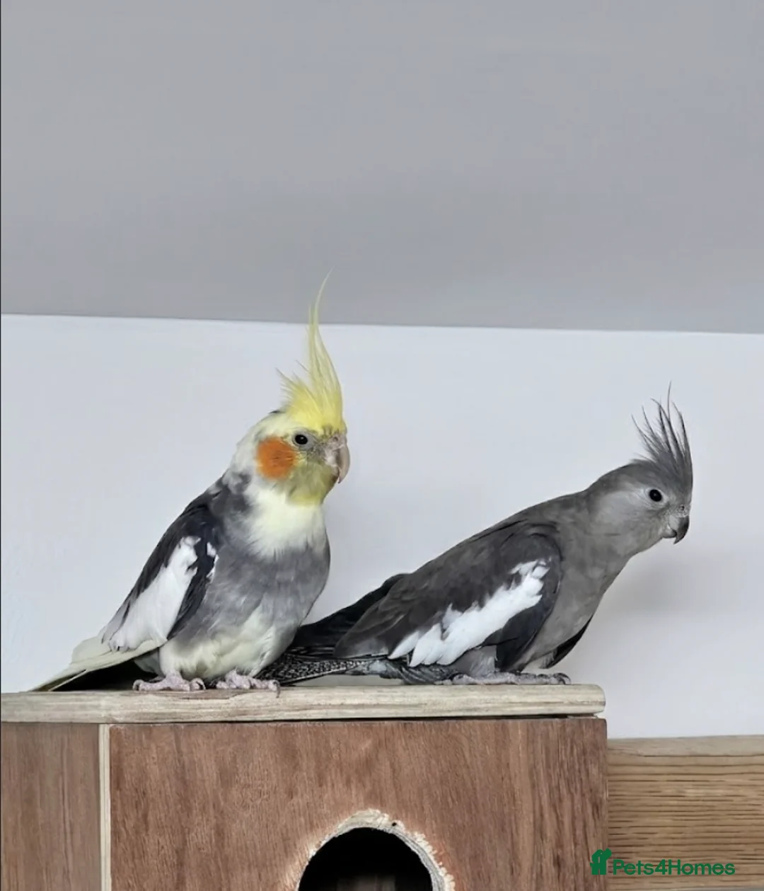 Cockatiels birds for sale: Breeding cockatiels for sale. - Advert 1