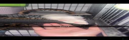 Rat rodents for sale: male fancy /dumbo rats - Advert 3