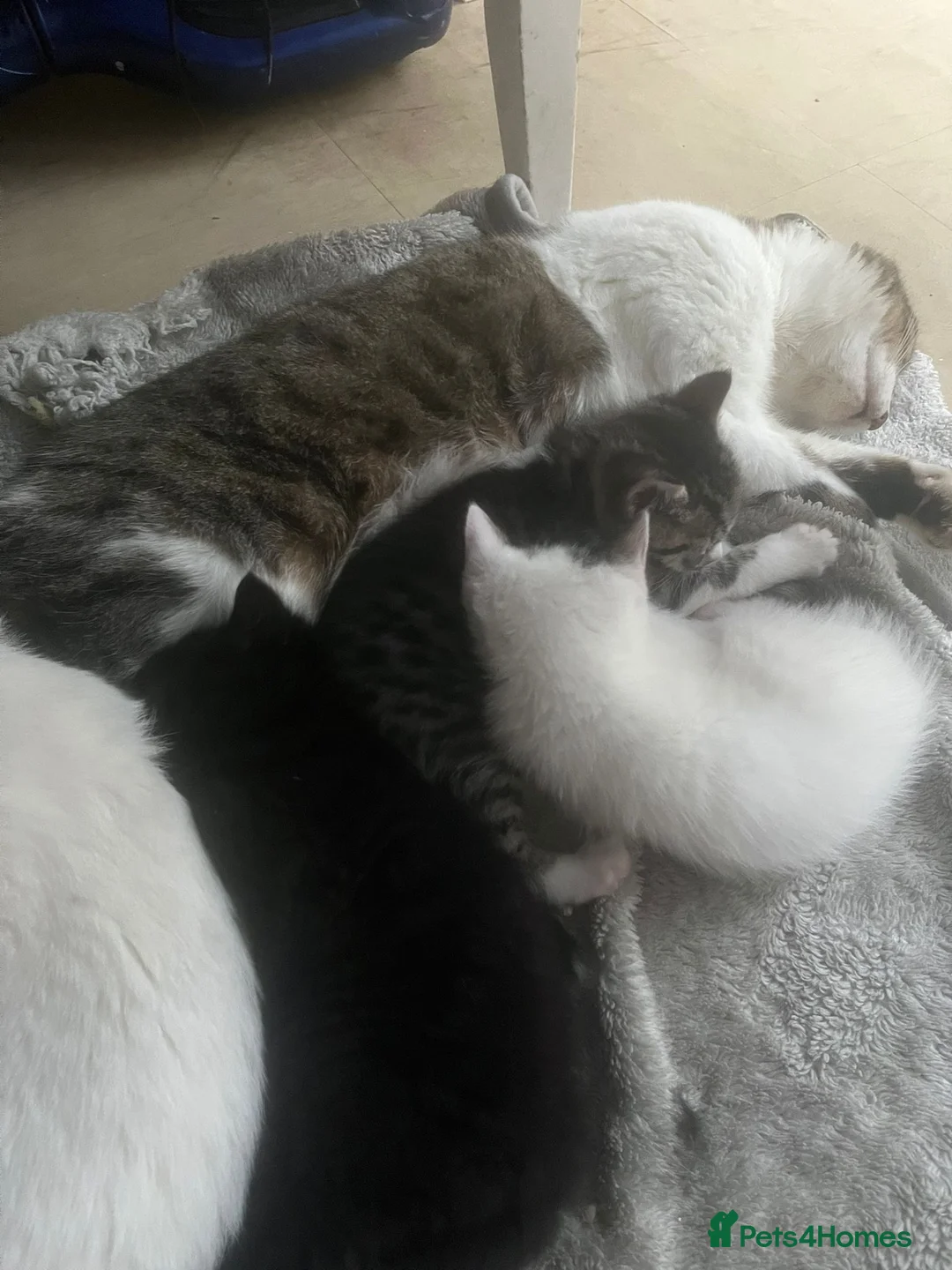 Mixed Breed cats for sale: Beautiful kitties looking for new forever home  - Advert 1