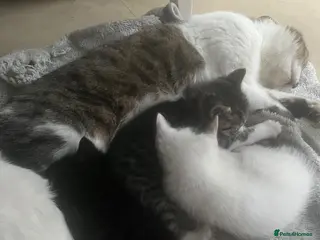 Mixed Breed cats Beautiful kitties looking for new forever home - Advert 1