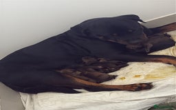 Mixed Breed dogs for sale: Rottweiler X Olde Tyme bulldog (Bullweilers)  - Image 13