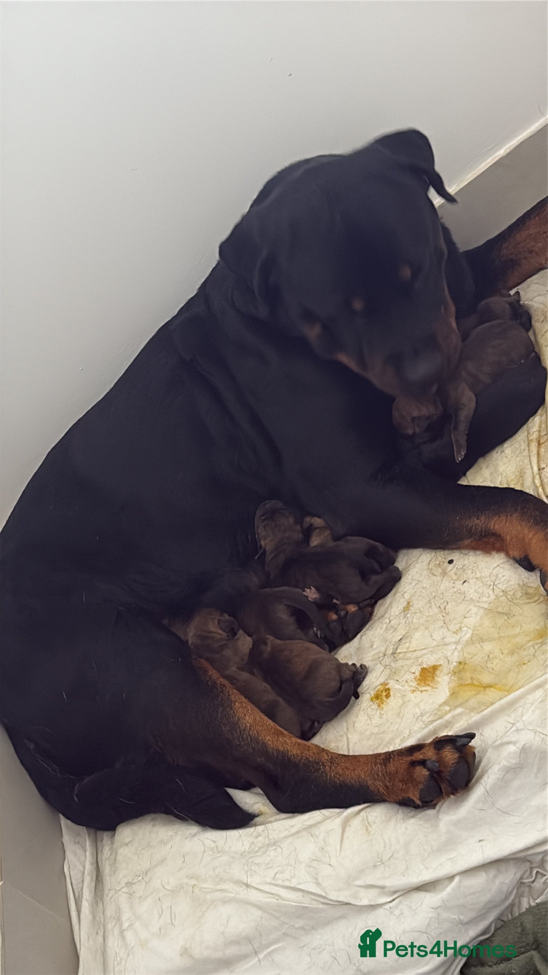 Mixed Breed dogs for sale: Rottweiler X Olde Tyme bulldog (Bullweilers)  - Image 13