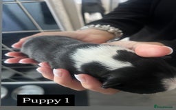 Boston Terrier dogs for sale: MAGGIES BEAUTIFUL PUPPIES  - Image 2