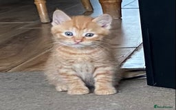 Mixed Breed cats for sale: 6 beautiful kittens  - Image 7