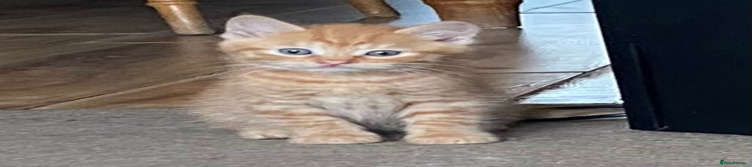 Mixed Breed Kitten 1