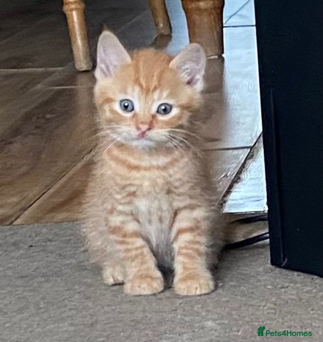 Mixed Breed cats for sale: 6 beautiful kittens  - Image 7