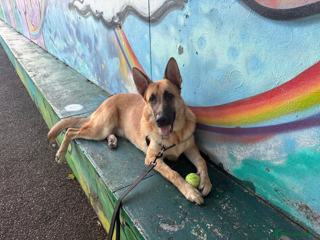 Mixed Breed dogs for sale: 9 month old boy looking for special home  - Image 4