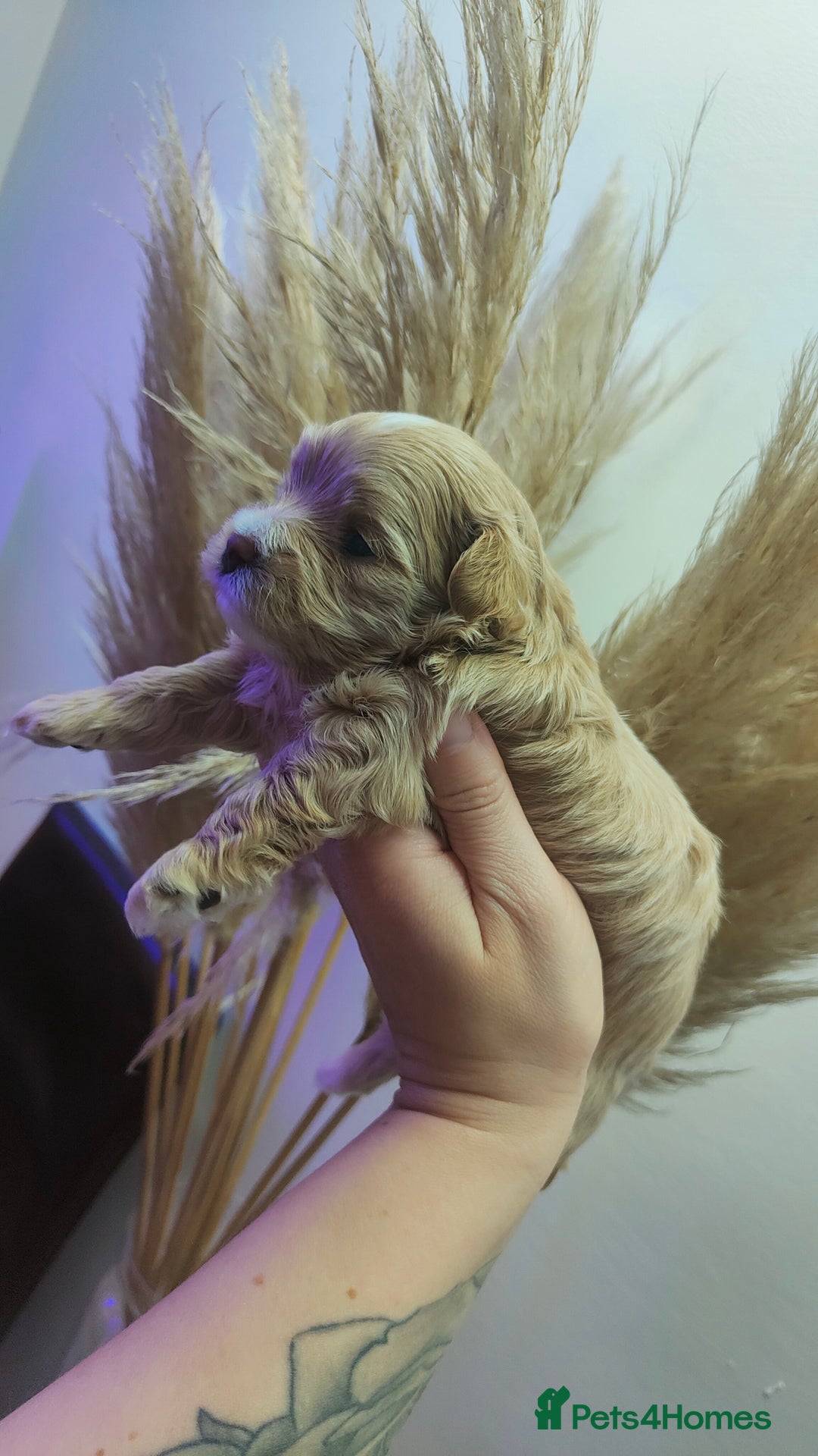 Maltipoo dogs for sale: F1 Tiny Maltipoo Puppies  - Advert 10