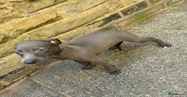 Whippet dogs - Advert 3