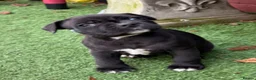 Staffordshire Bull Terrier dogs for sale: 9 month old Raven for sale - Advert 3