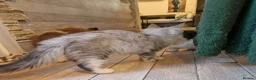 Maine Coon cats for sale: Mainecoon cross female - Advert 9