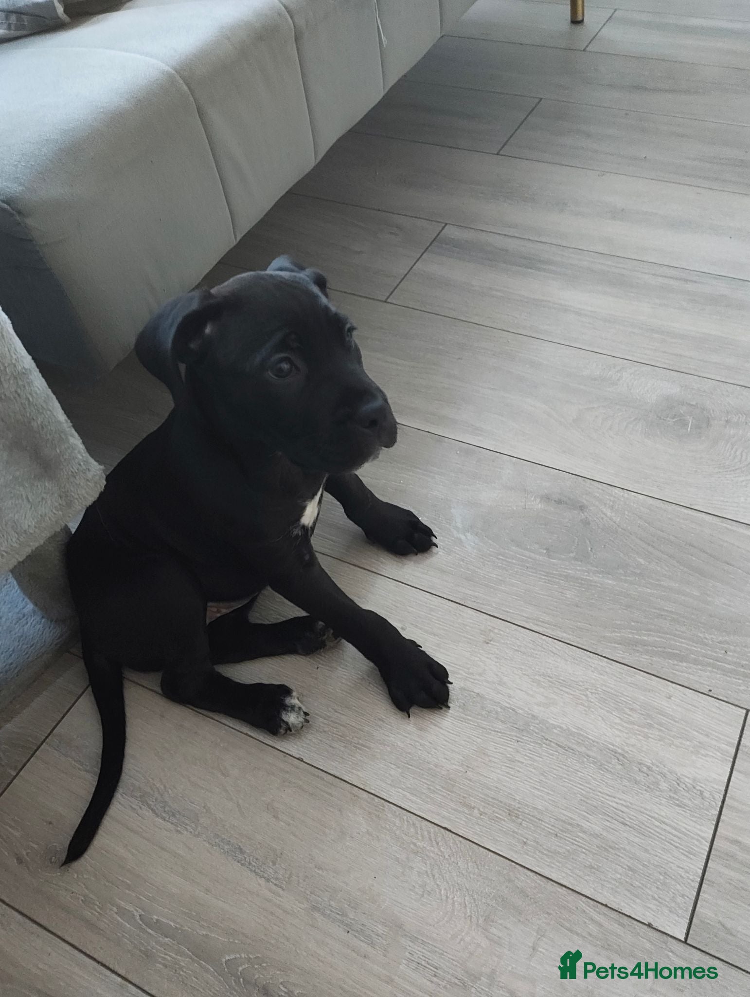 Cane Corso dogs Cane corso 10 weeks old £700  - Advert 1