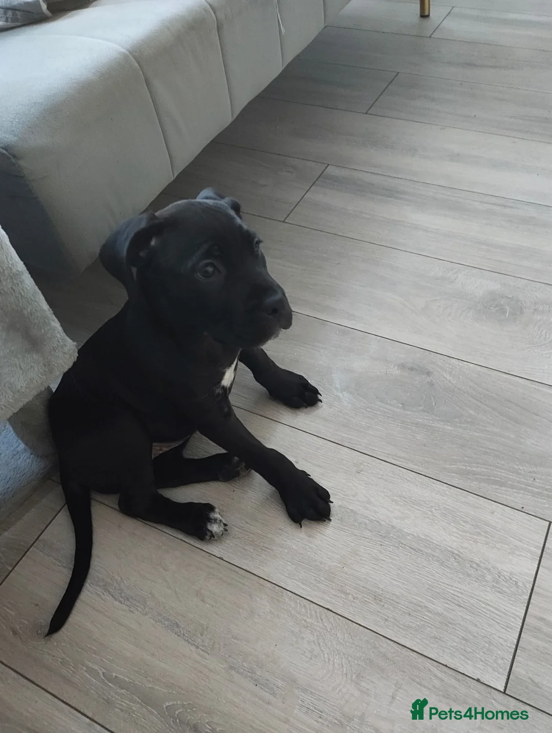 Cane Corso dogs for sale: Cane corso 10 weeks old £700  - Advert 1