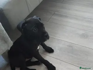 Cane Corso dogs Cane corso 10 weeks old £700 - Advert 1
