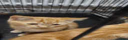 Mixed Breed cats for sale: Kitten ready for new home in Hereford - Advert 13