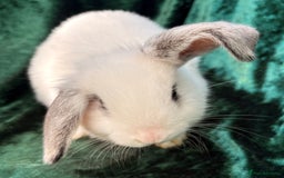 Mixed Breed rabbits for sale: Mini lop cross French lop baby rabbits.  - Image 6