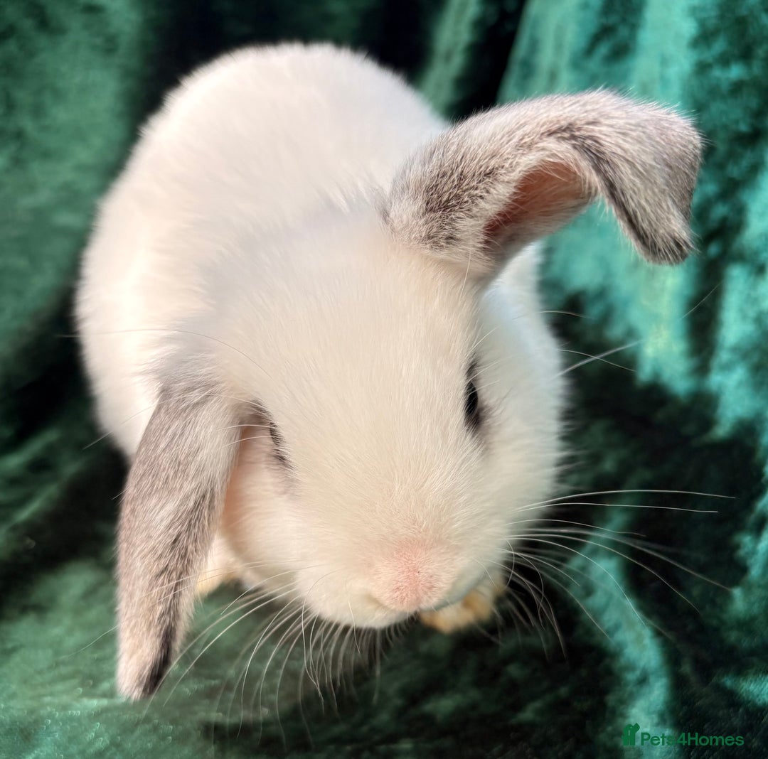 Mixed Breed rabbits for sale: Mini lop cross French lop baby rabbits.  - Image 6