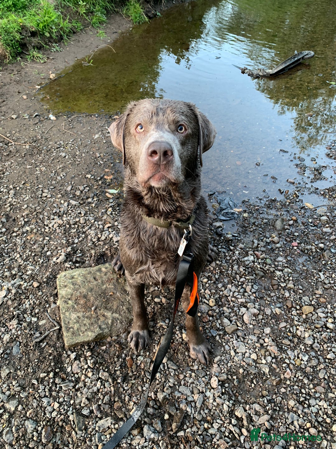 Labrador Retriever dogs for sale: Silver Labrador Retriever - Image 4