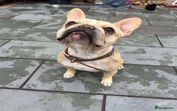 French Bulldog dogs for sale: 4 year old female French bulldog  - Image 3