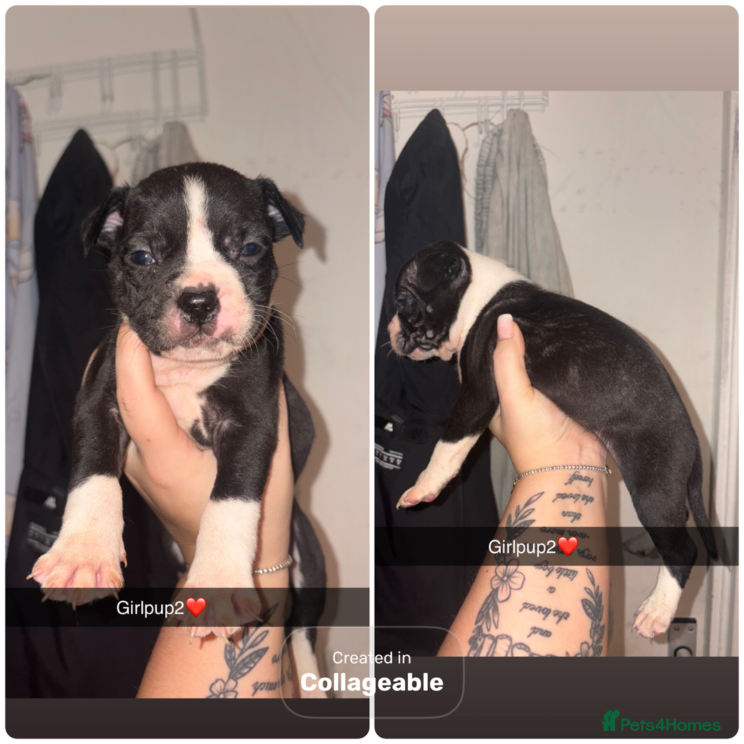 Mixed Breed dogs for sale: Puppies looking for their forever homes.  - Advert 2