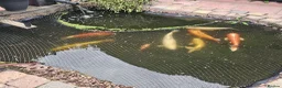 Koi Carp fish for sale: Pond clear out - 7 Japanese Koi and 1 Goldfish in Gateshead - Advert 3