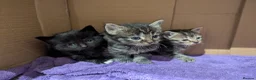 Mixed Breed cats for sale: Beautiful kittens ready for new homes 16th April  - Advert 3
