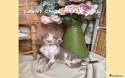 Mixed Breed dogs for sale: ☀️PERFECT POOGLES (beagleXminiature poodle)☀️ in Rhayader - Image 5