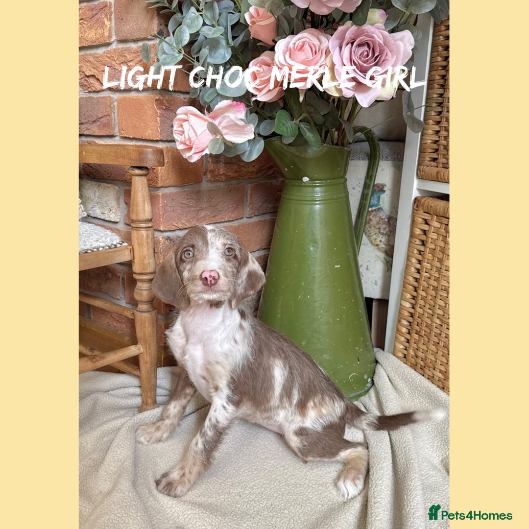 Mixed Breed dogs for sale: ☀️PERFECT POOGLES (beagleXminiature poodle)☀️ in Rhayader - Image 5