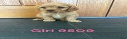 Cavapoo dogs for sale: Cavapoo pups F1 reds parent's DNA TESTED  - Advert 10