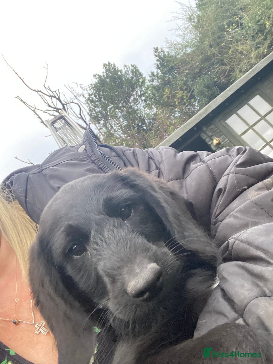 Aussiedoodle dogs for sale: Last Boy AussieDoodle Fully Vaccinated/Vet checked - Image 36