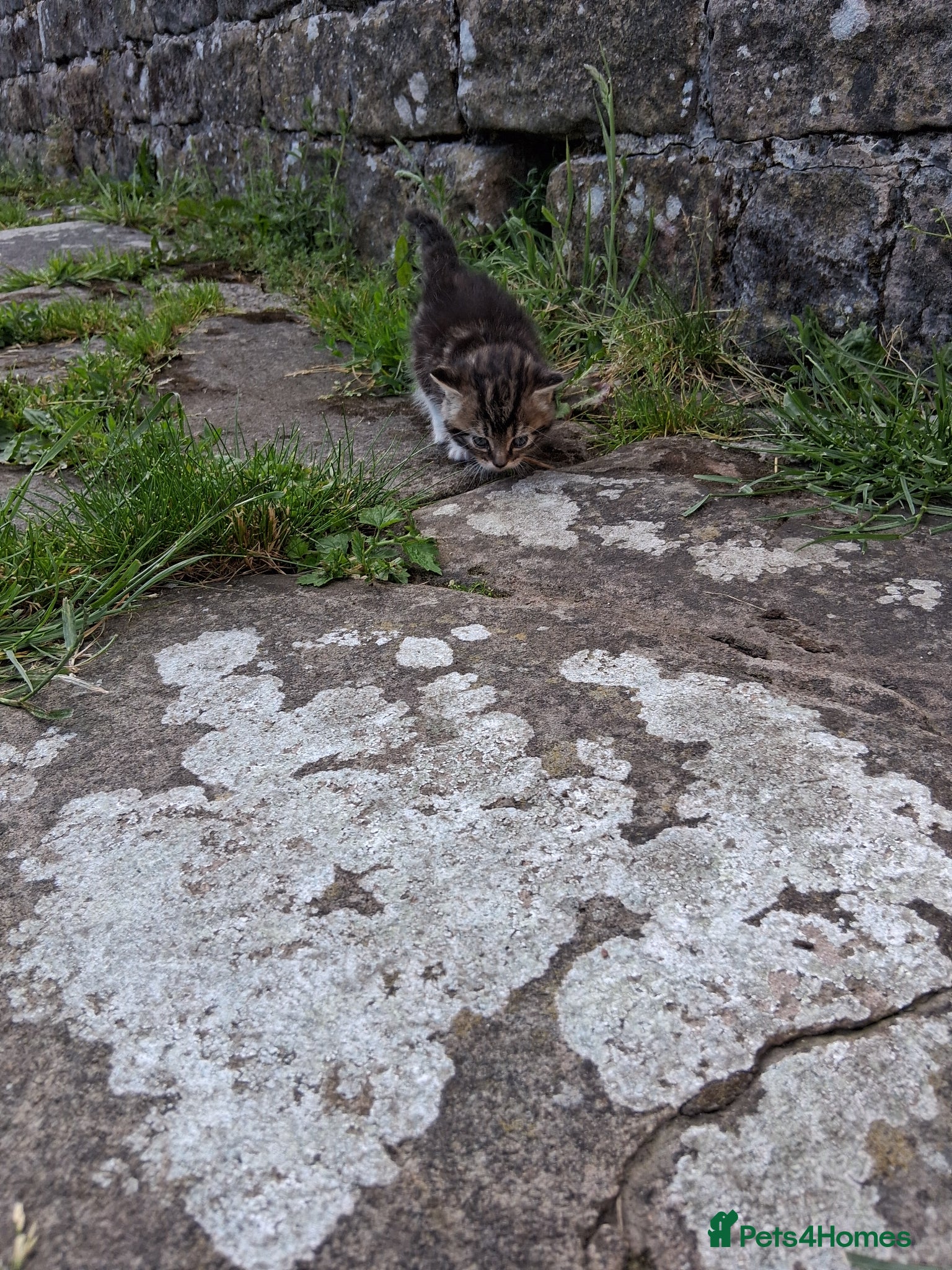 Mixed Breed cats for sale: Lovely kittens various prices  - Advert 5