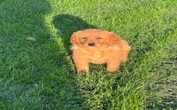 Golden Retriever dogs for sale: KC Registered Golden Retriever Puppies - Image 7