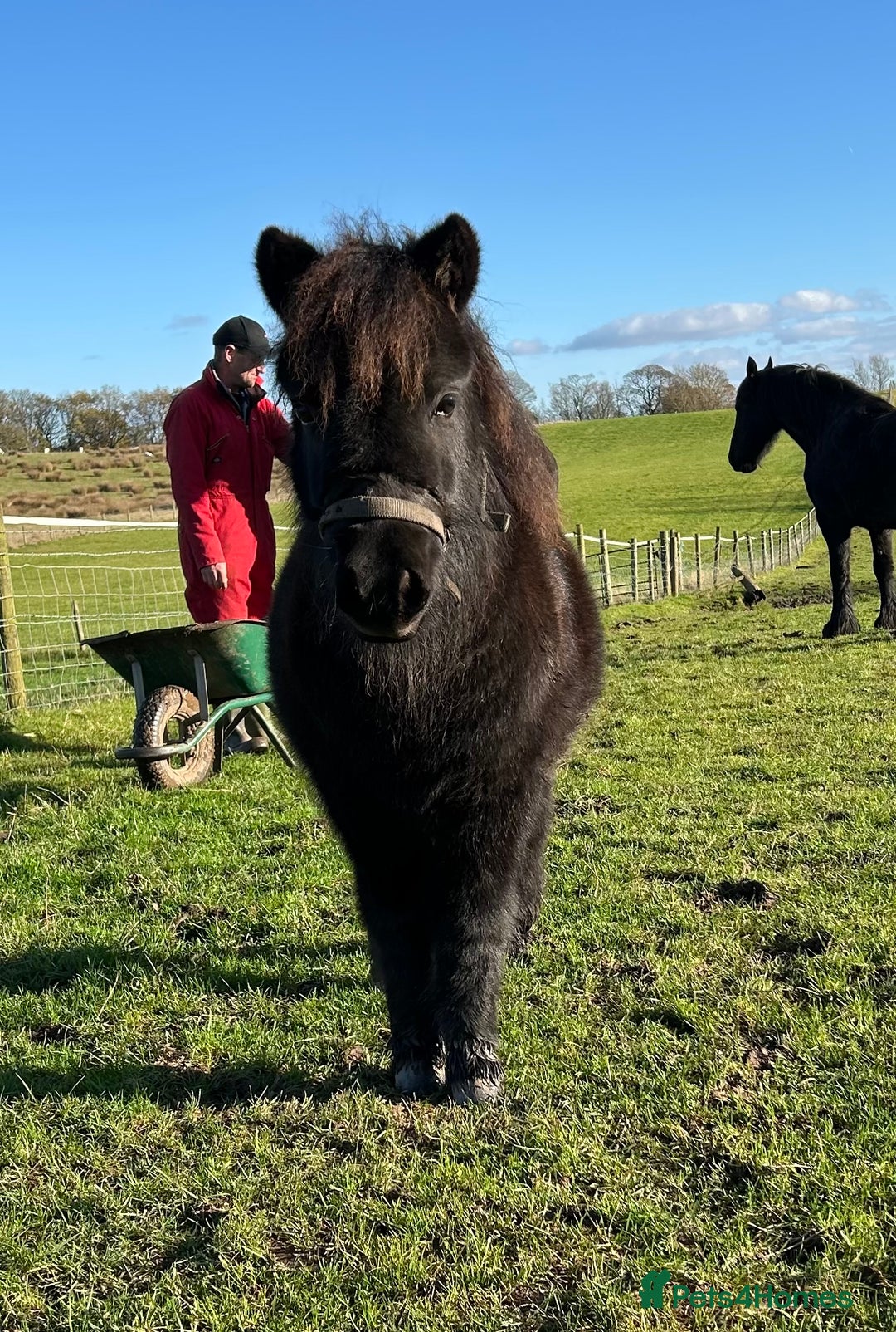 Shetland pony horses for sale: Shetlands for sale  - Advert 1